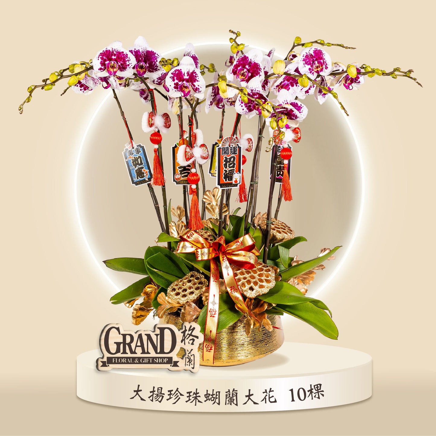 格蘭花店 - 大花蝴蝶蘭大揚珍珠10棵 [GF00065] 蘭花 辦公室枱花 大堂枱花 開張 新春蘭花 年花 自家蘭花園種植