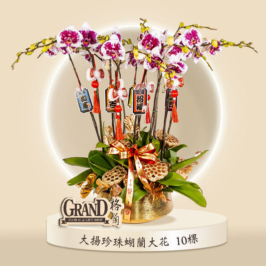 格蘭花店 - 大花蝴蝶蘭大揚珍珠10棵 [GF00065] 蘭花 辦公室枱花 大堂枱花 開張 新春蘭花 年花 自家蘭花園種植