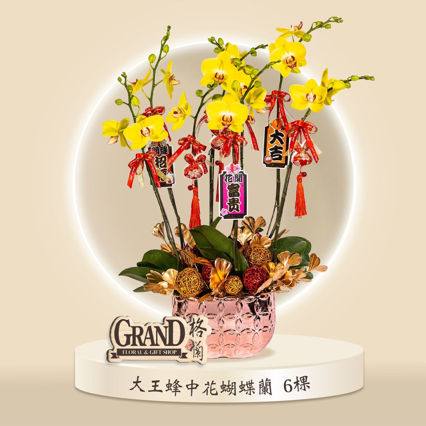 格蘭花店 - 中花蝴蝶蘭大王蜂6棵 [GF00066] 蘭花 辦公室枱花 大堂枱花 開張 新春蘭花 年花 自家蘭花園種植