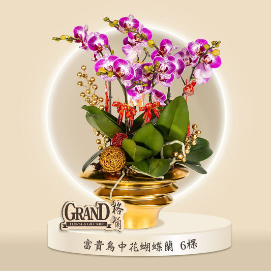 格蘭花店 - 富貴鳥中花蝴蝶蘭6棵 [GF00067] 蘭花 辦公室枱花 大堂枱花 開張 新春蘭花 年花 自家蘭花園種植