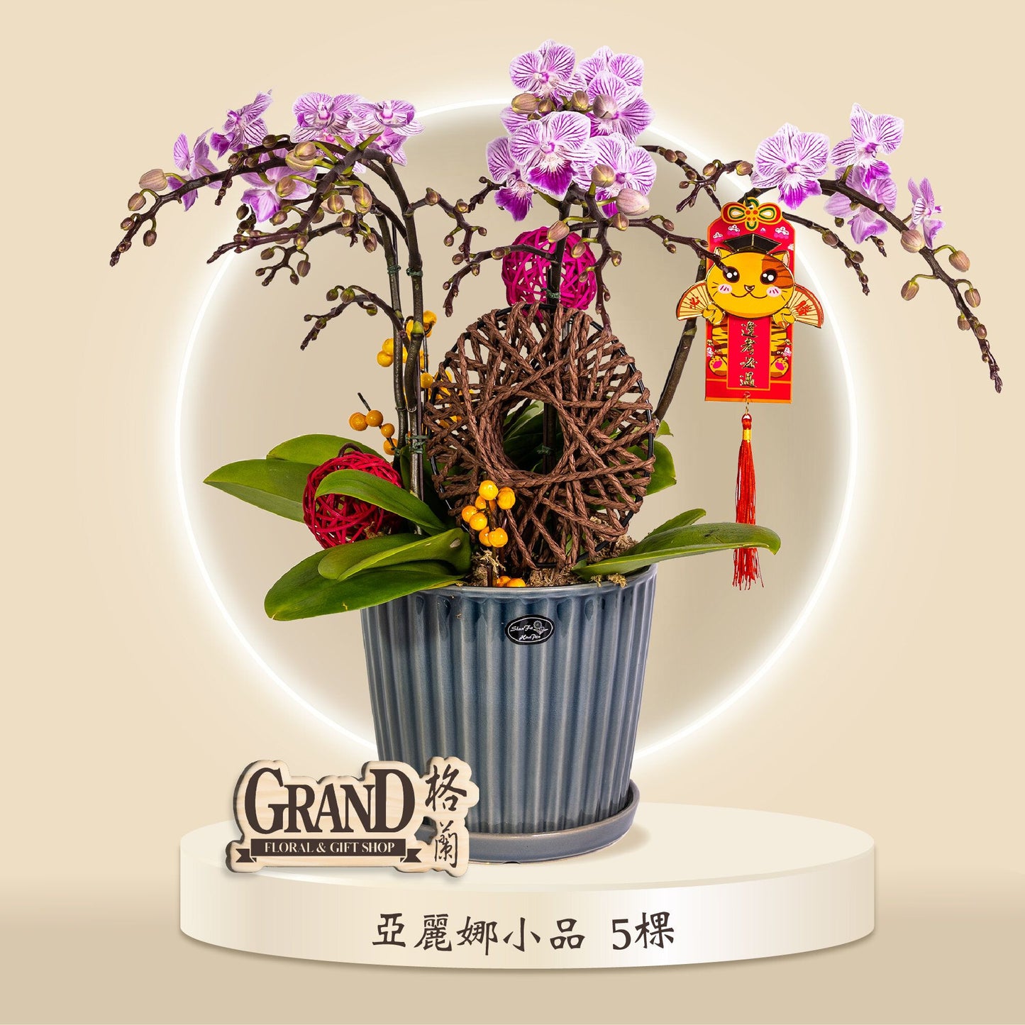 格蘭花店 - 小品蝴蝶蘭亞麗娜5棵 [GF00068] 蘭花 辦公室枱花 大堂枱花 開張 新春蘭花 年花 自家蘭花園種植