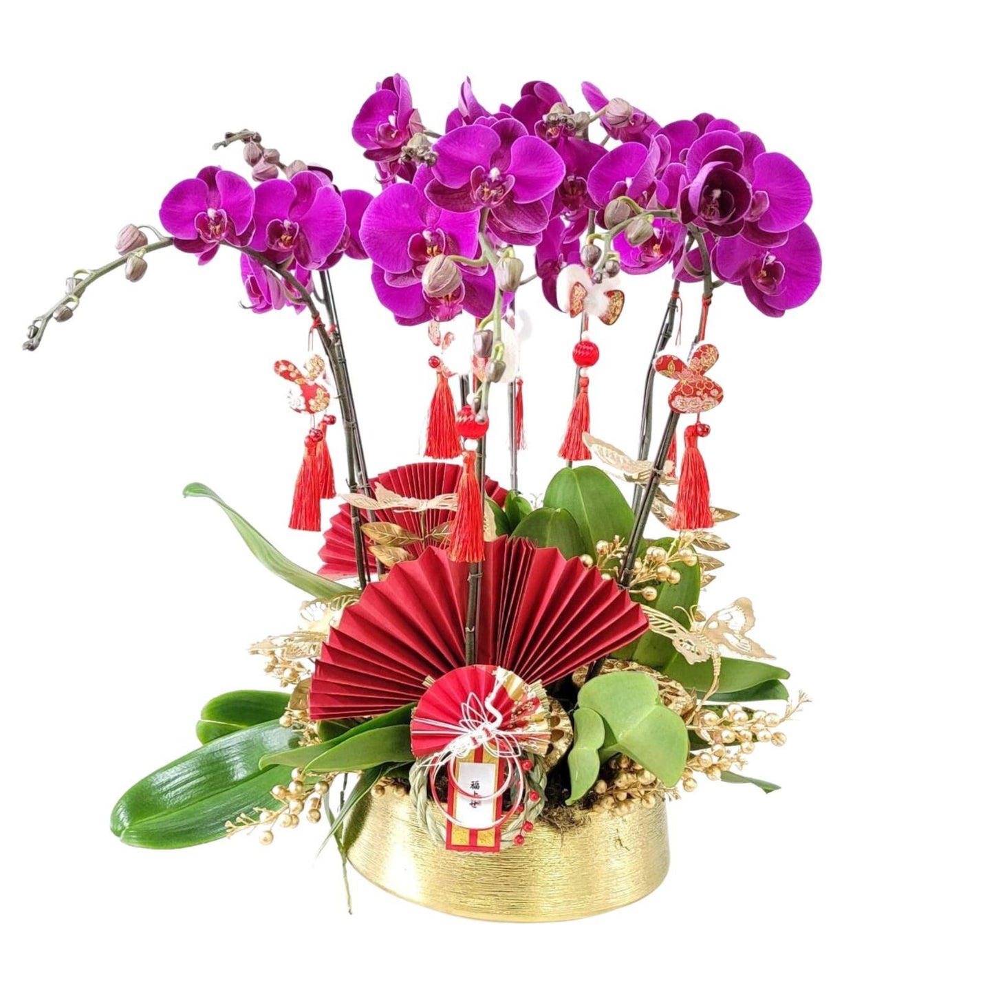 格蘭花店 - 大花蝴蝶蘭8棵 [GF00139] 蘭花 辦公室枱花 大堂枱花 開張 新春蘭花 年花 自家蘭花園種植