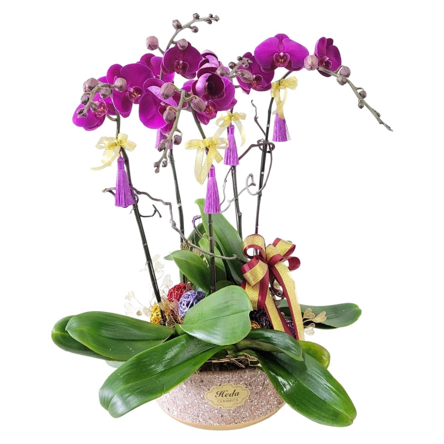 格蘭花店 - 大花蝴蝶蘭5棵 [GF00140] 蘭花 辦公室枱花 大堂枱花 開張 新春蘭花 年花 自家蘭花園種植