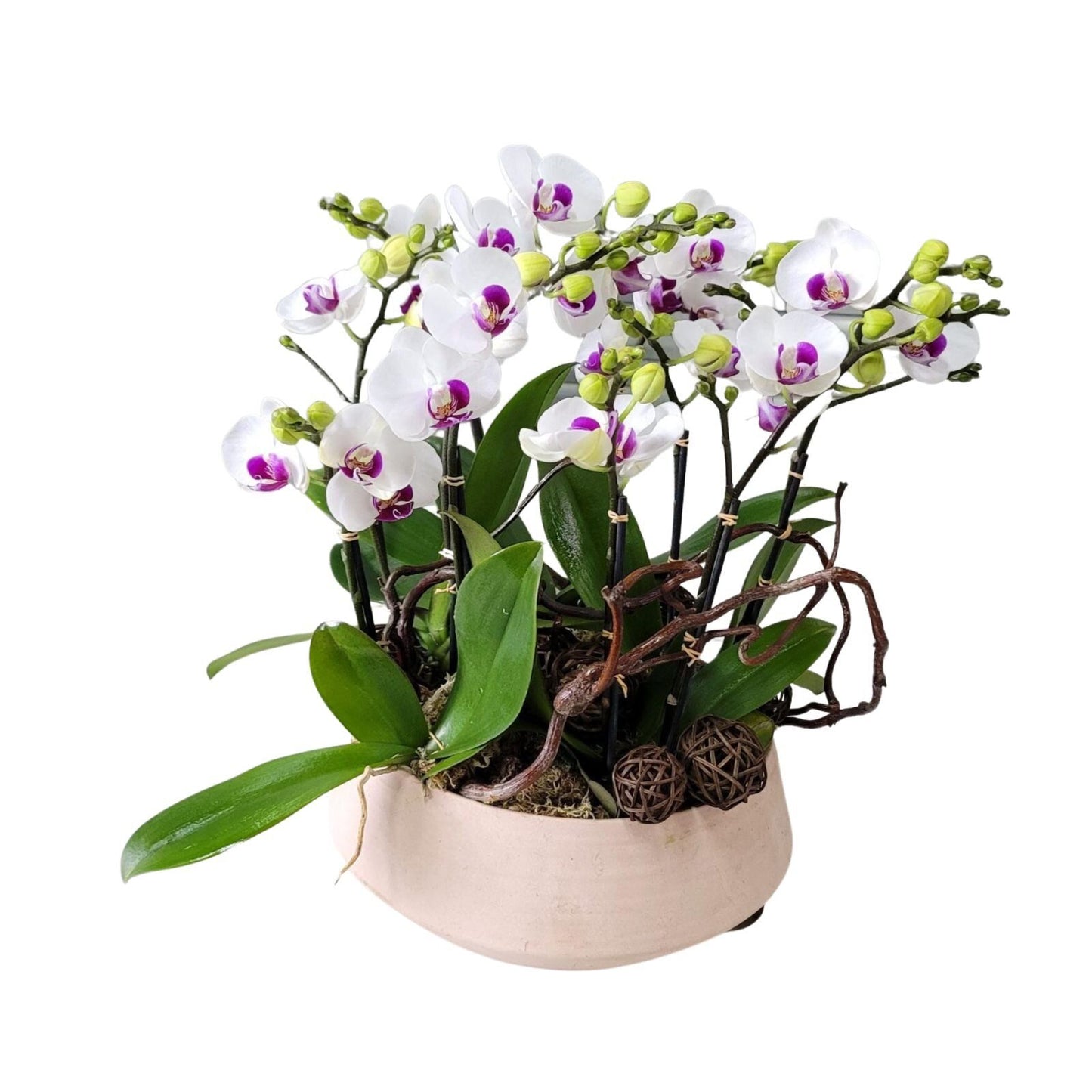 格蘭花店 - 小品蝴蝶蘭6棵 [GF00141] 蘭花 辦公室枱花 大堂枱花 開張 新春蘭花 年花 自家蘭花園種植