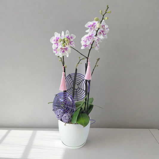 格蘭花店 - 迷你蝴蝶蘭1棵 [GF00143] 蘭花 辦公室枱花 大堂枱花 開張 新春蘭花 年花 自家蘭花園種植