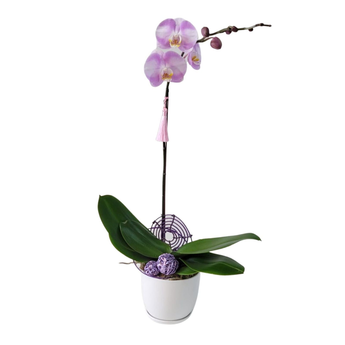 格蘭花店 - 日式蝴蝶蘭1棵 [GF00144] 蘭花 辦公室枱花 大堂枱花 開張 新春蘭花 年花 自家蘭花園種植