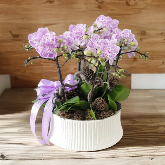 格蘭花店 - 小花蝴蝶蘭8棵 [GF00164] 蘭花 辦公室枱花 大堂枱花 開張 新春蘭花 年花 自家蘭花園種植