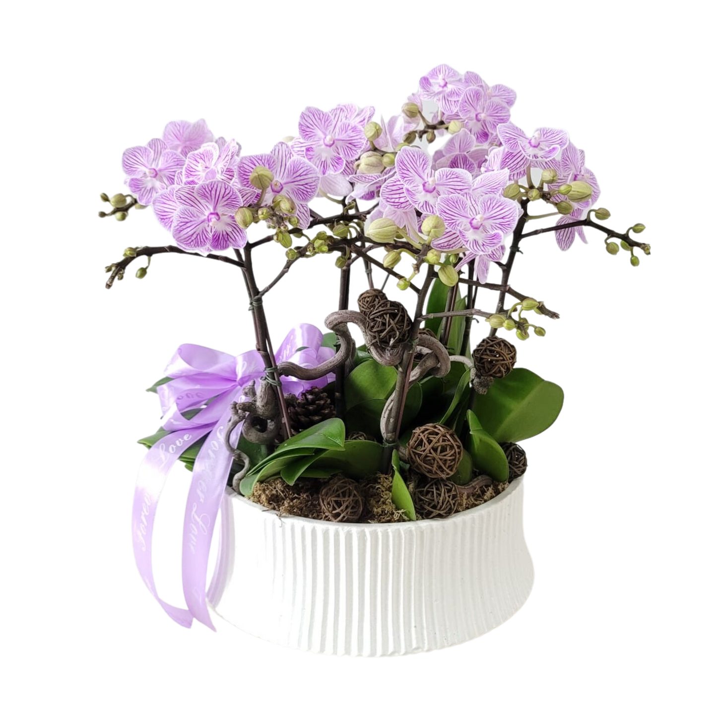 格蘭花店 - 小花蝴蝶蘭8棵 [GF00164] 蘭花 辦公室枱花 大堂枱花 開張 新春蘭花 年花 自家蘭花園種植