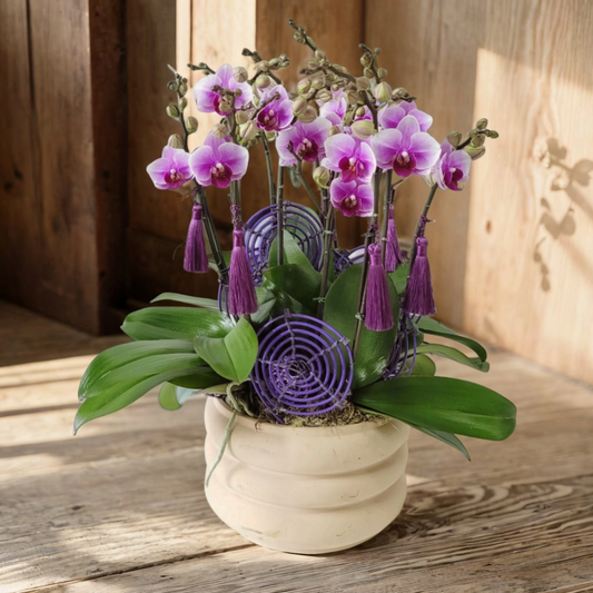 格蘭花店 - 小品蝴蝶蘭8棵 [GF00165] 蘭花 辦公室枱花 大堂枱花 開張 新春蘭花 年花 自家蘭花園種植