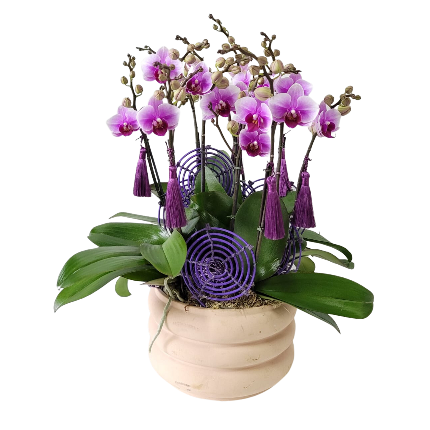 格蘭花店 - 小品蝴蝶蘭8棵 [GF00165] 蘭花 辦公室枱花 大堂枱花 開張 新春蘭花 年花 自家蘭花園種植