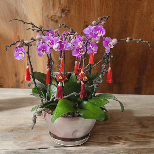 格蘭花店 - 中花安娜蝴蝶蘭10棵 [GF00166] 蘭花 辦公室枱花 大堂枱花 開張 新春蘭花 年花 自家蘭花園種植