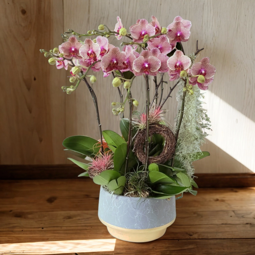 格蘭花店 - 中花蝴蝶蘭8棵 [GF00167] 蘭花 辦公室枱花 大堂枱花 開張 新春蘭花 年花 自家蘭花園種植