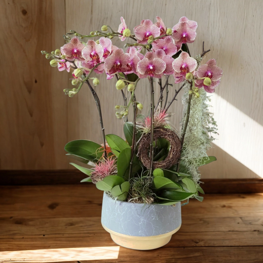 格蘭花店 - 中花蝴蝶蘭8棵 [GF00167] 蘭花 辦公室枱花 大堂枱花 開張 新春蘭花 年花 自家蘭花園種植