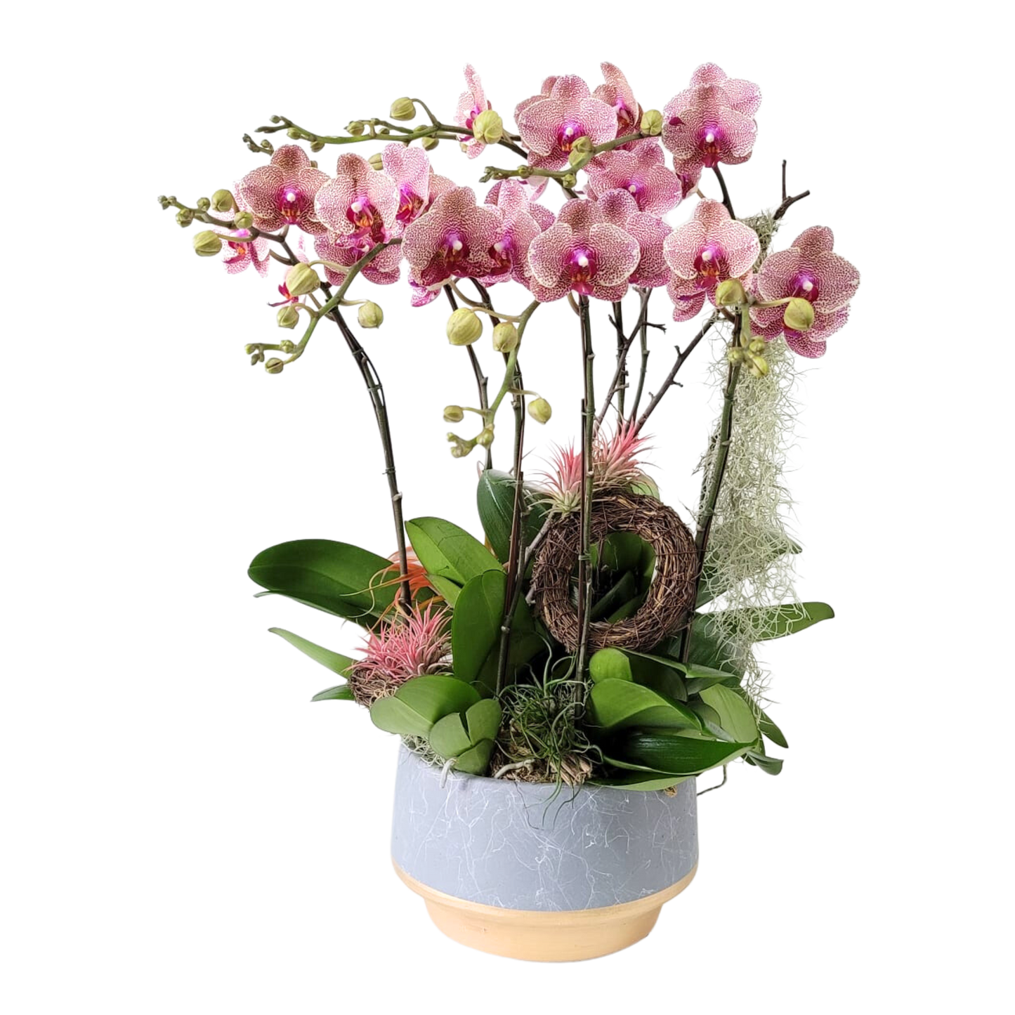 格蘭花店 - 中花蝴蝶蘭8棵 [GF00167] 蘭花 辦公室枱花 大堂枱花 開張 新春蘭花 年花 自家蘭花園種植