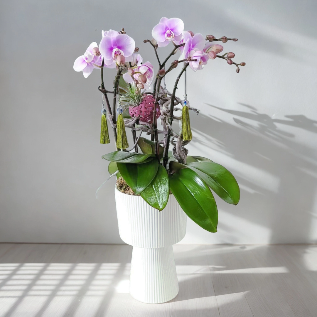 格蘭花店 - 中花蝴蝶蘭6棵 [GF00168] 蘭花 辦公室枱花 大堂枱花 開張 新春蘭花 年花 自家蘭花園種植