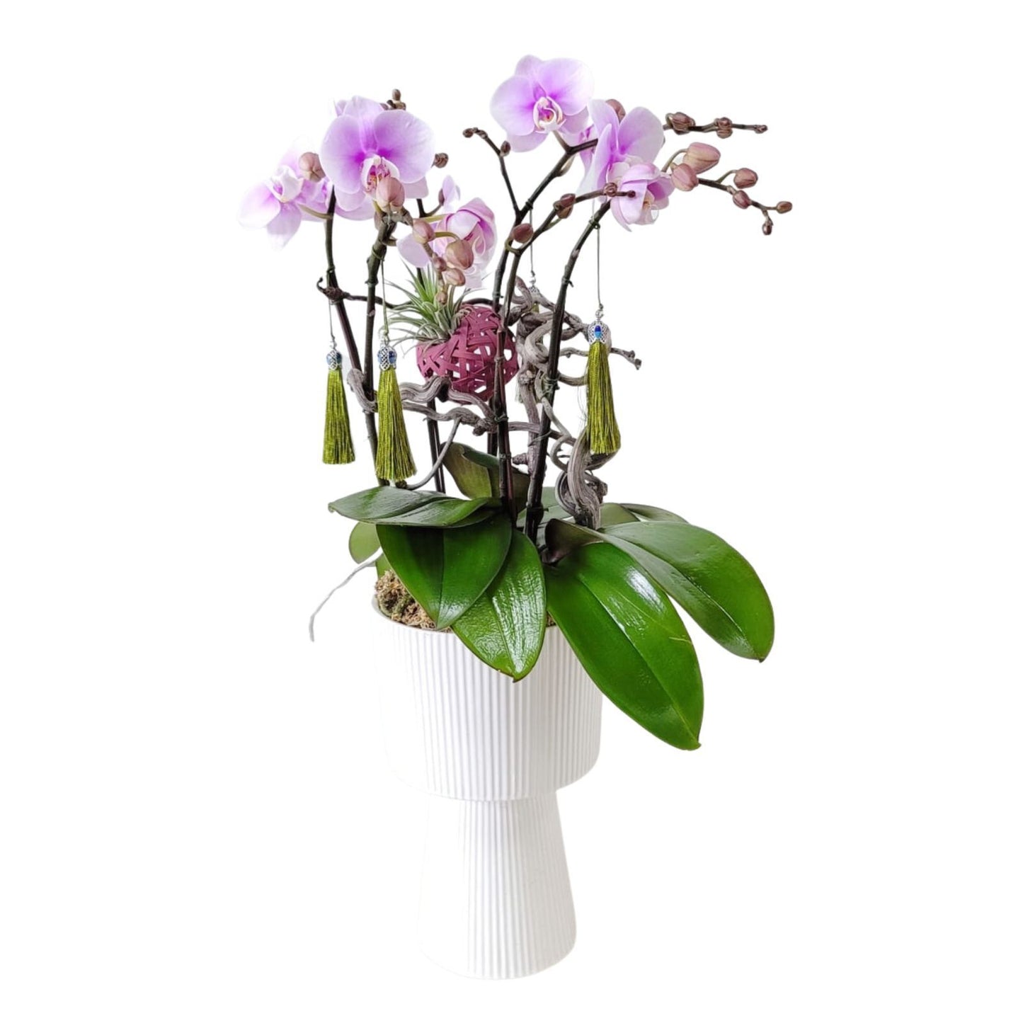 格蘭花店 - 中花蝴蝶蘭6棵 [GF00168] 蘭花 辦公室枱花 大堂枱花 開張 新春蘭花 年花 自家蘭花園種植