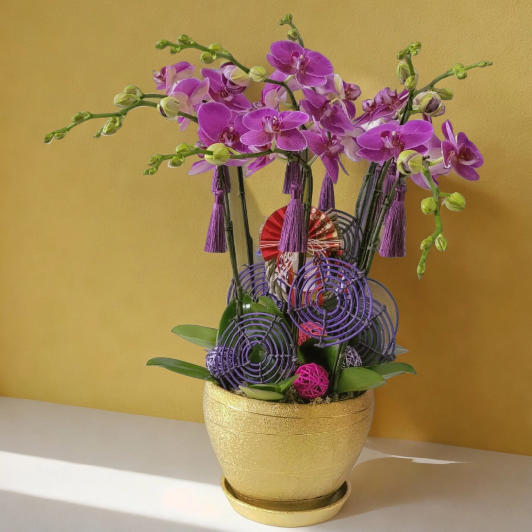 格蘭花店 - 中花蝴蝶蘭6棵 [GF00169] 蘭花 辦公室枱花 大堂枱花 開張 新春蘭花 年花 自家蘭花園種植