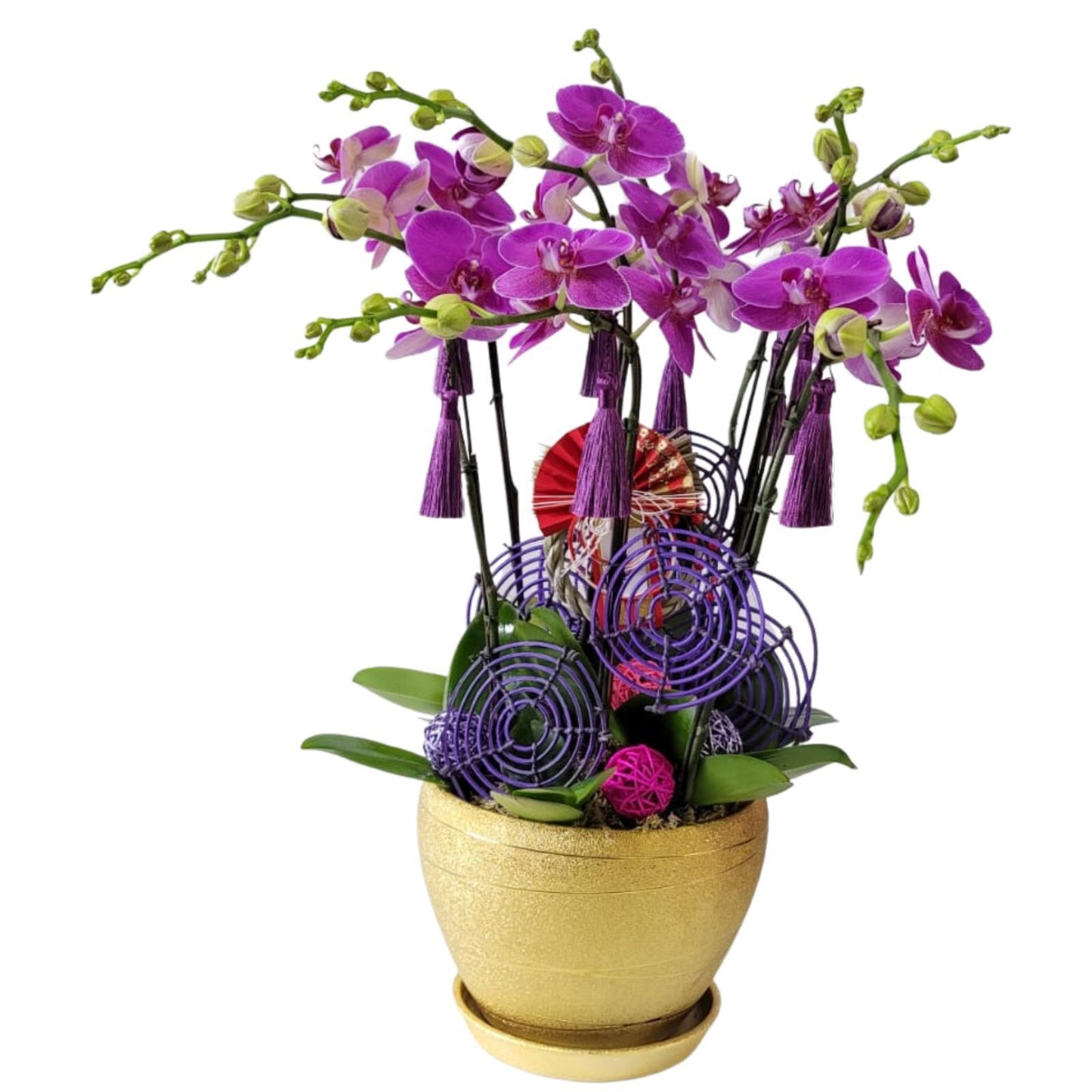 格蘭花店 - 中花蝴蝶蘭6棵 [GF00169] 蘭花 辦公室枱花 大堂枱花 開張 新春蘭花 年花 自家蘭花園種植