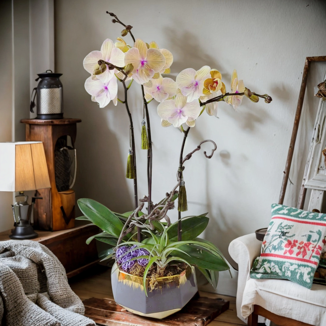 格蘭花店 - 大花蝴蝶蘭3棵 [GF00170] 蘭花 辦公室枱花 大堂枱花 開張 新春蘭花 年花 自家蘭花園種植