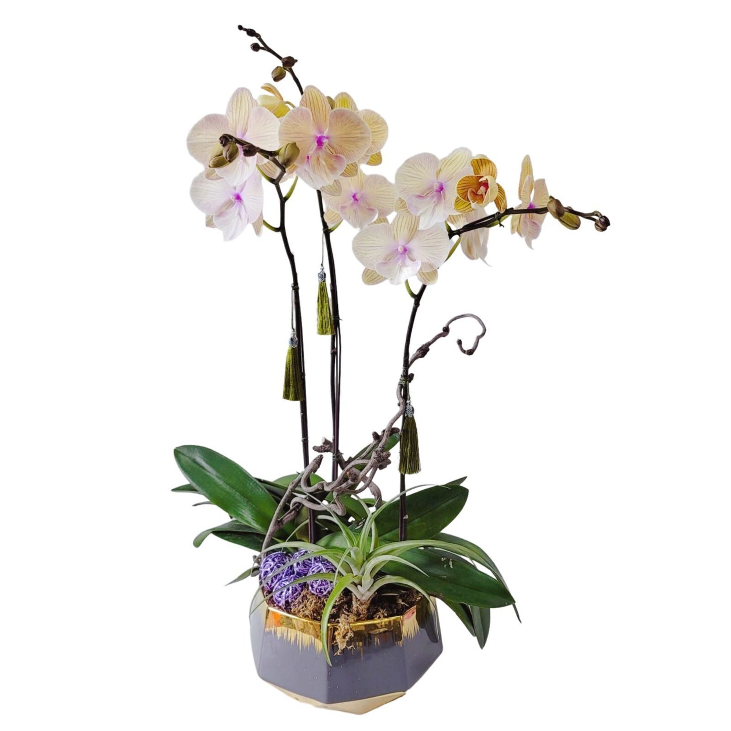 格蘭花店 - 大花蝴蝶蘭3棵 [GF00170] 蘭花 辦公室枱花 大堂枱花 開張 新春蘭花 年花 自家蘭花園種植