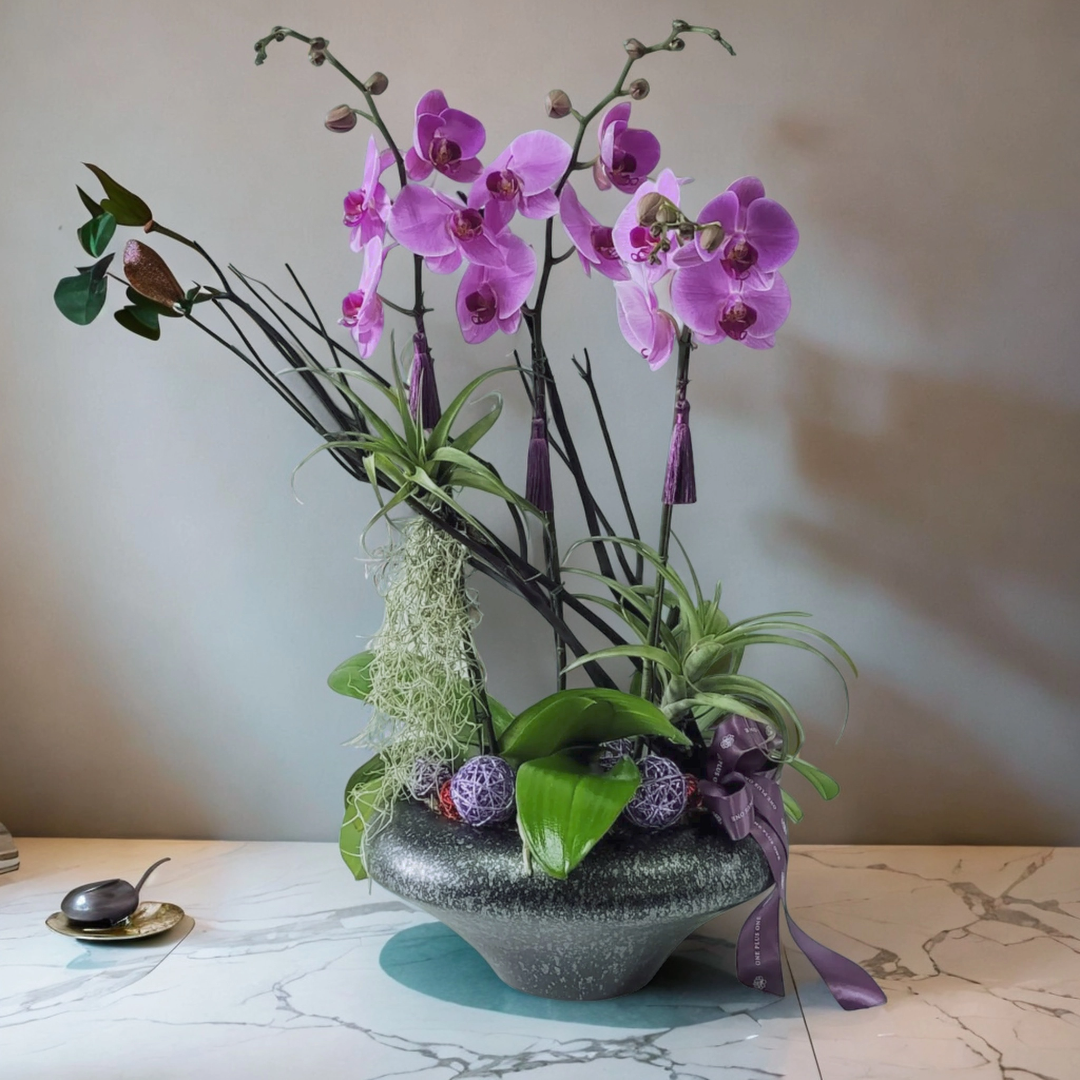 格蘭花店 - 馬卡龍大花蝴蝶蘭3棵 [GF00171] 蘭花 辦公室枱花 大堂枱花 開張 新春蘭花 年花 自家蘭花園種植