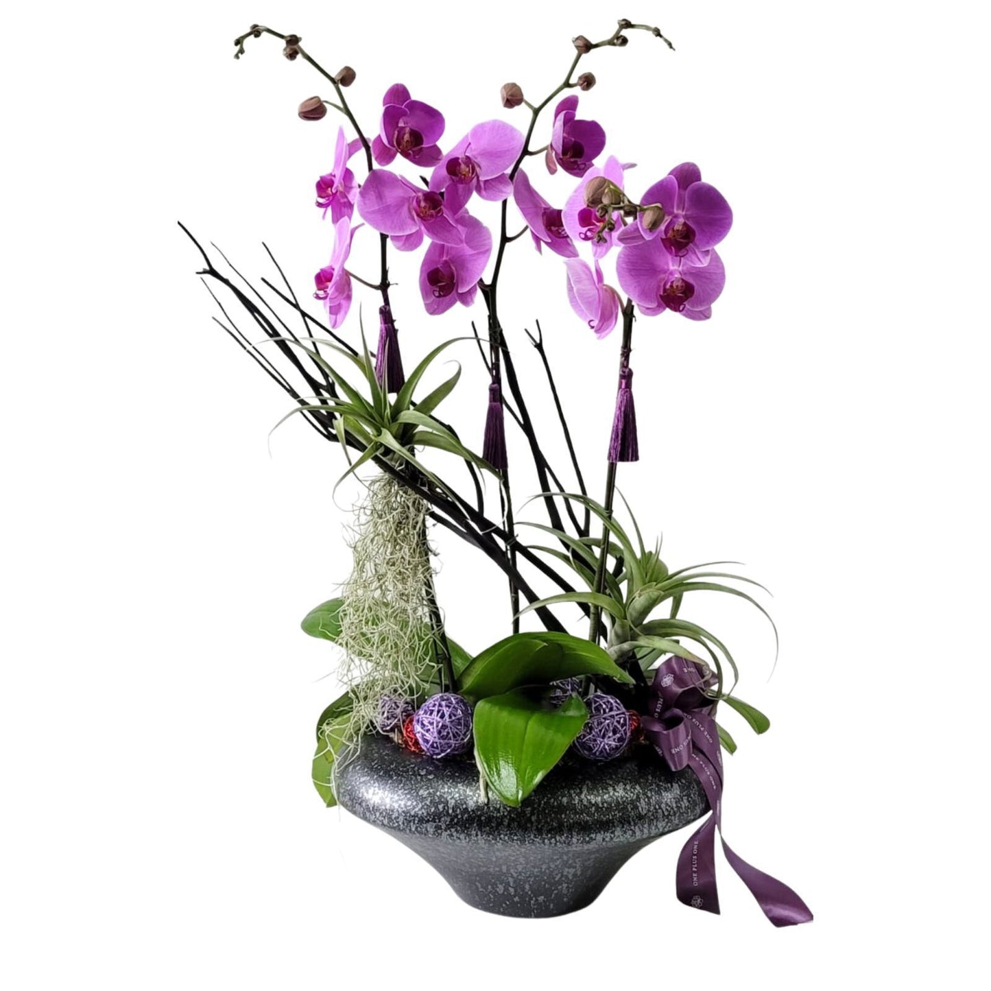 格蘭花店 - 馬卡龍大花蝴蝶蘭3棵 [GF00171] 蘭花 辦公室枱花 大堂枱花 開張 新春蘭花 年花 自家蘭花園種植