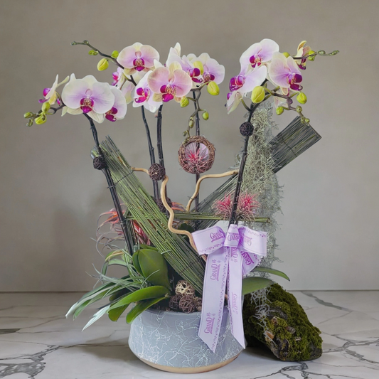 格蘭花店 - 中花蝴蝶蘭6棵 [GF00172] 蘭花 辦公室枱花 大堂枱花 開張 新春蘭花 年花 自家蘭花園種植