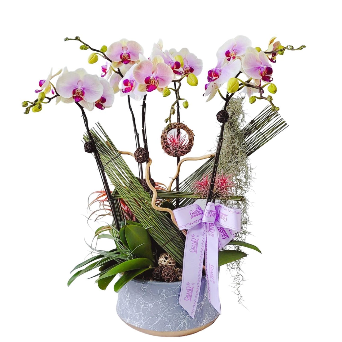 格蘭花店 - 中花蝴蝶蘭6棵 [GF00172] 蘭花 辦公室枱花 大堂枱花 開張 新春蘭花 年花 自家蘭花園種植