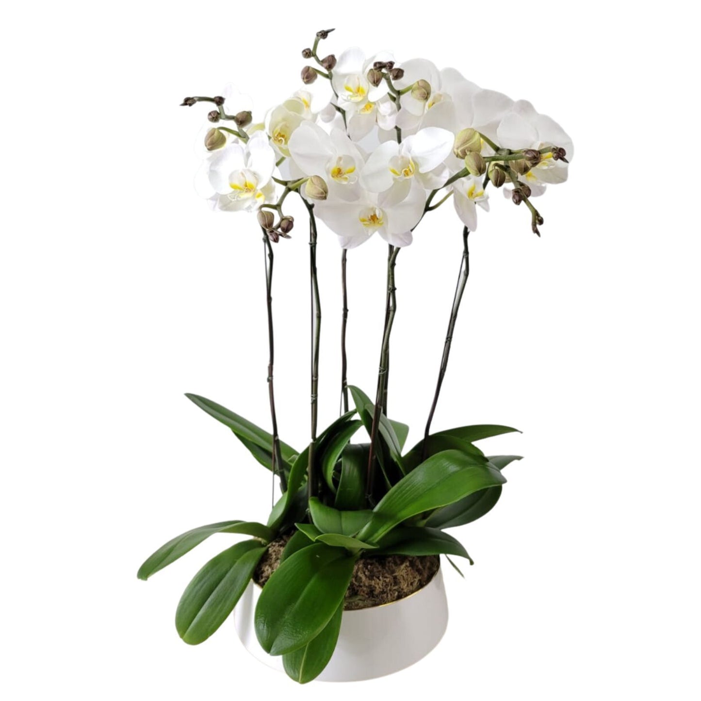 格蘭花店 - 大白花蝴蝶蘭6棵 [GF00173] 蘭花 辦公室枱花 大堂枱花 開張 新春蘭花 年花 自家蘭花園種植