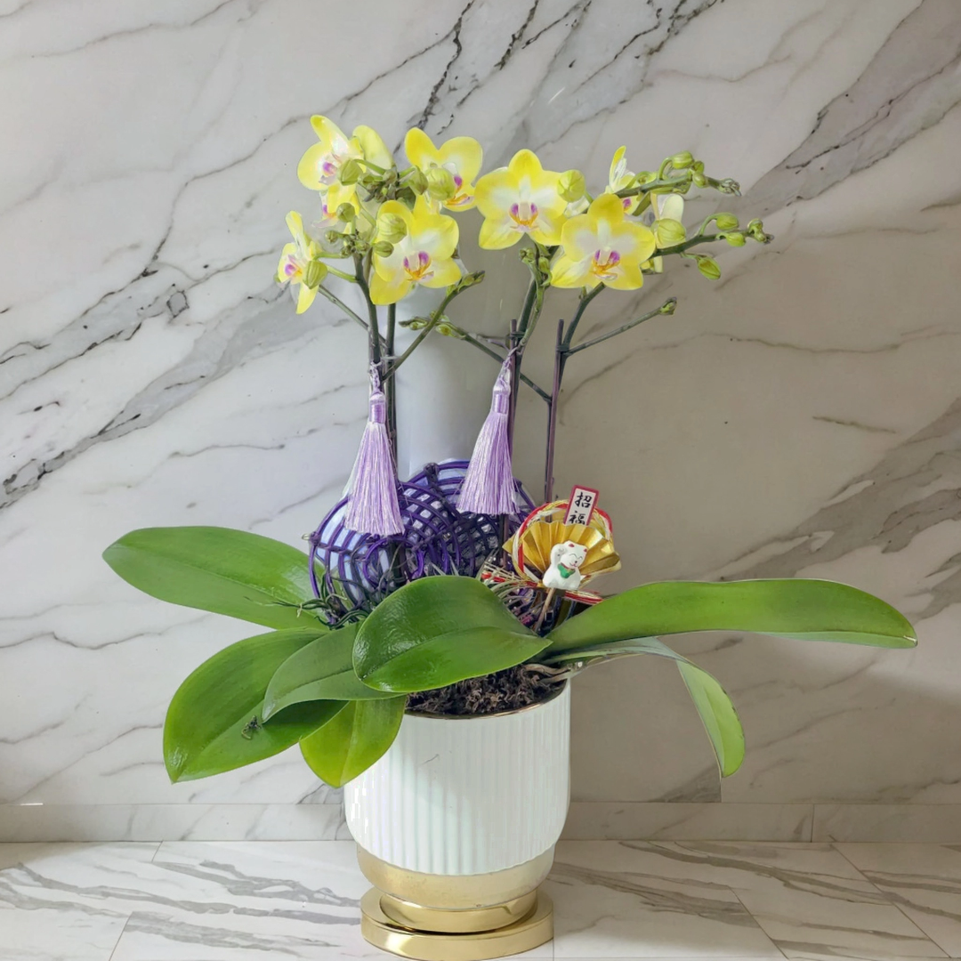 格蘭花店 - 小花蝴蝶蘭5棵 [GF00174] 蘭花 辦公室枱花 大堂枱花 開張 新春蘭花 年花 自家蘭花園種植