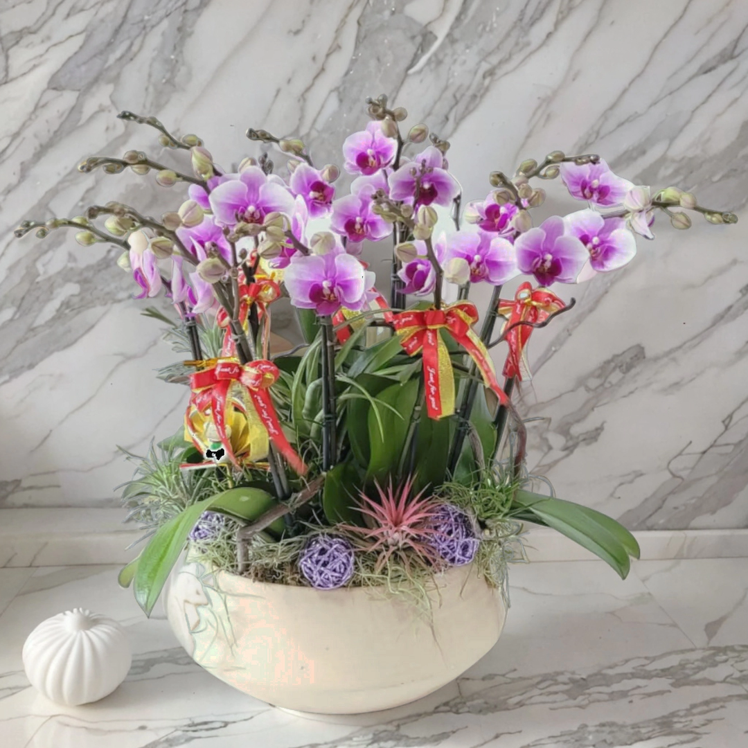 格蘭花店 - 小花蝴蝶蘭12棵 [GF00175] 蘭花 辦公室枱花 大堂枱花 開張 新春蘭花 年花 自家蘭花園種植