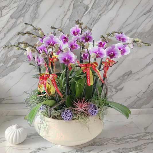 格蘭花店 - 小花蝴蝶蘭12棵 [GF00175] 蘭花 辦公室枱花 大堂枱花 開張 新春蘭花 年花 自家蘭花園種植