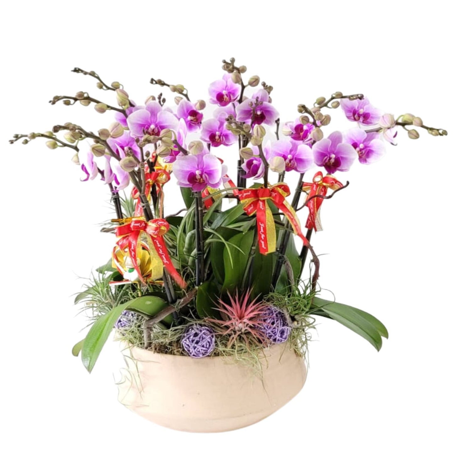 格蘭花店 - 小花蝴蝶蘭12棵 [GF00175] 蘭花 辦公室枱花 大堂枱花 開張 新春蘭花 年花 自家蘭花園種植