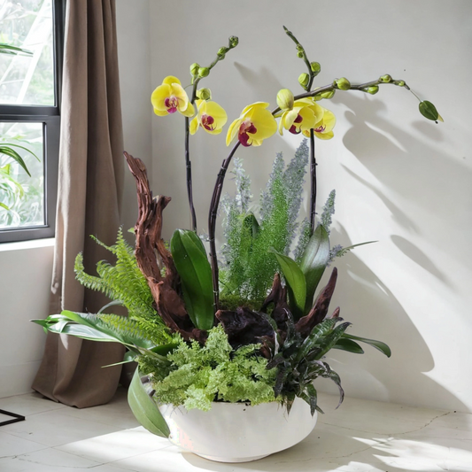 格蘭花店 - 蝴蝶蘭3棵及造型木植物盆景 [GF00185] 蘭花 辦公室枱花 大堂枱花 開張 新春蘭花 年花 自家蘭花園種植