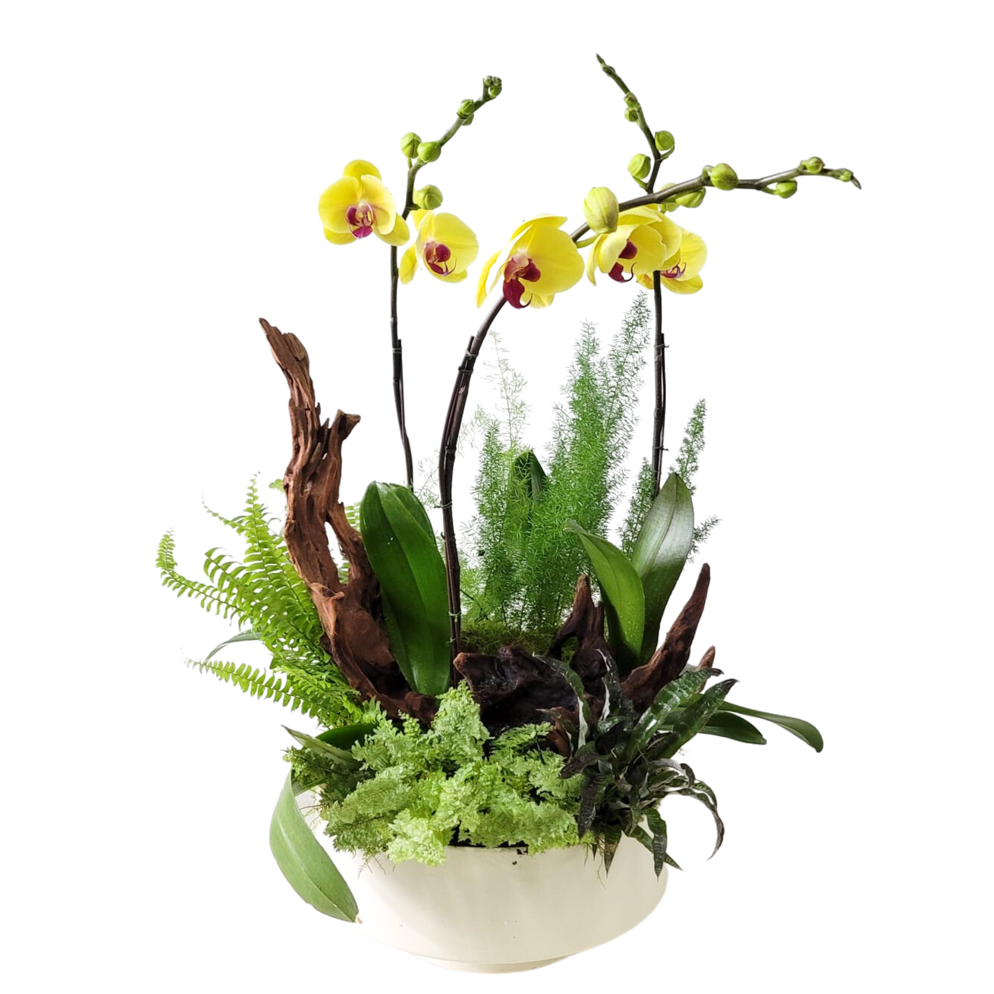 格蘭花店 - 蝴蝶蘭3棵及造型木植物盆景 [GF00185] 蘭花 辦公室枱花 大堂枱花 開張 新春蘭花 年花 自家蘭花園種植