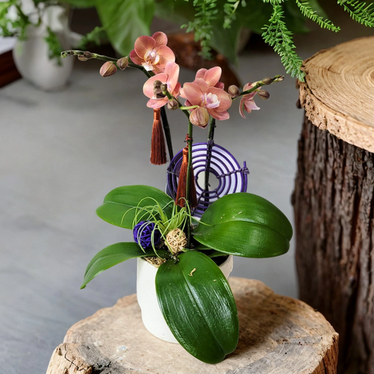 格蘭花店 - 迷你小品蝴蝶蘭3棵 [GF00206] 蘭花 辦公室枱花 大堂枱花 開張 新春蘭花 年花 自家蘭花園種植