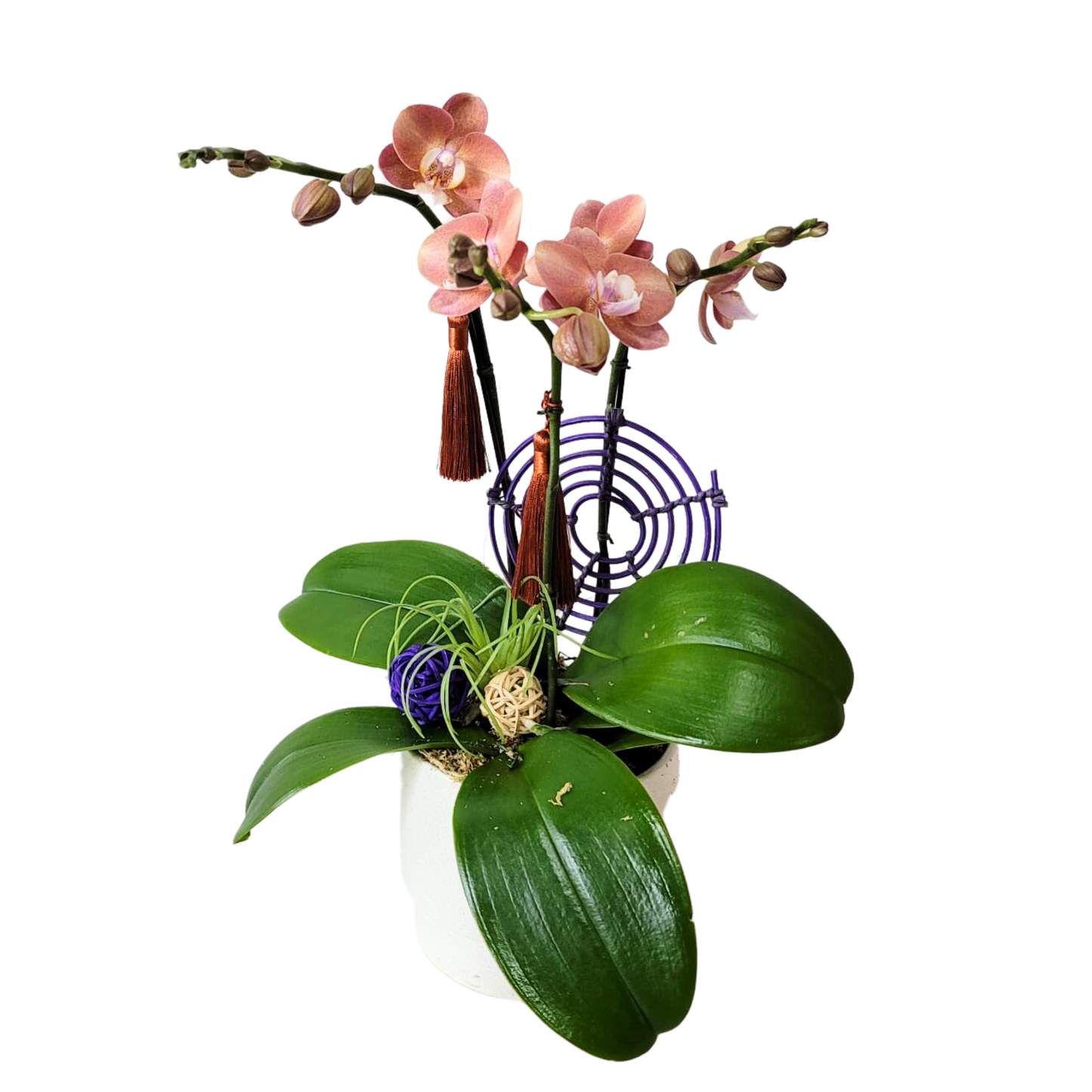 格蘭花店 - 迷你小品蝴蝶蘭3棵 [GF00206] 蘭花 辦公室枱花 大堂枱花 開張 新春蘭花 年花 自家蘭花園種植