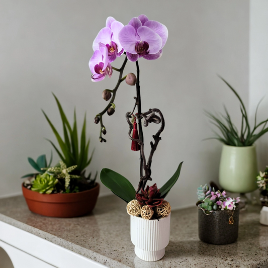 格蘭花店 - 大花蝴蝶蘭1棵 [GF00207] 蘭花 辦公室枱花 大堂枱花 開張 新春蘭花 年花 自家蘭花園種植