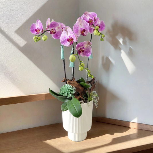 格蘭花店 - 中花蝴蝶蘭3棵 [GF00208] 蘭花 辦公室枱花 大堂枱花 開張 新春蘭花 年花 自家蘭花園種植