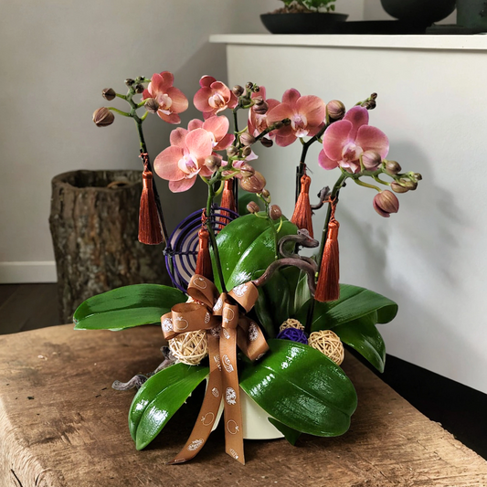 格蘭花店 - 迷你小品蝴蝶蘭5棵 [GF00209] 蘭花 辦公室枱花 大堂枱花 開張 新春蘭花 年花 自家蘭花園種植