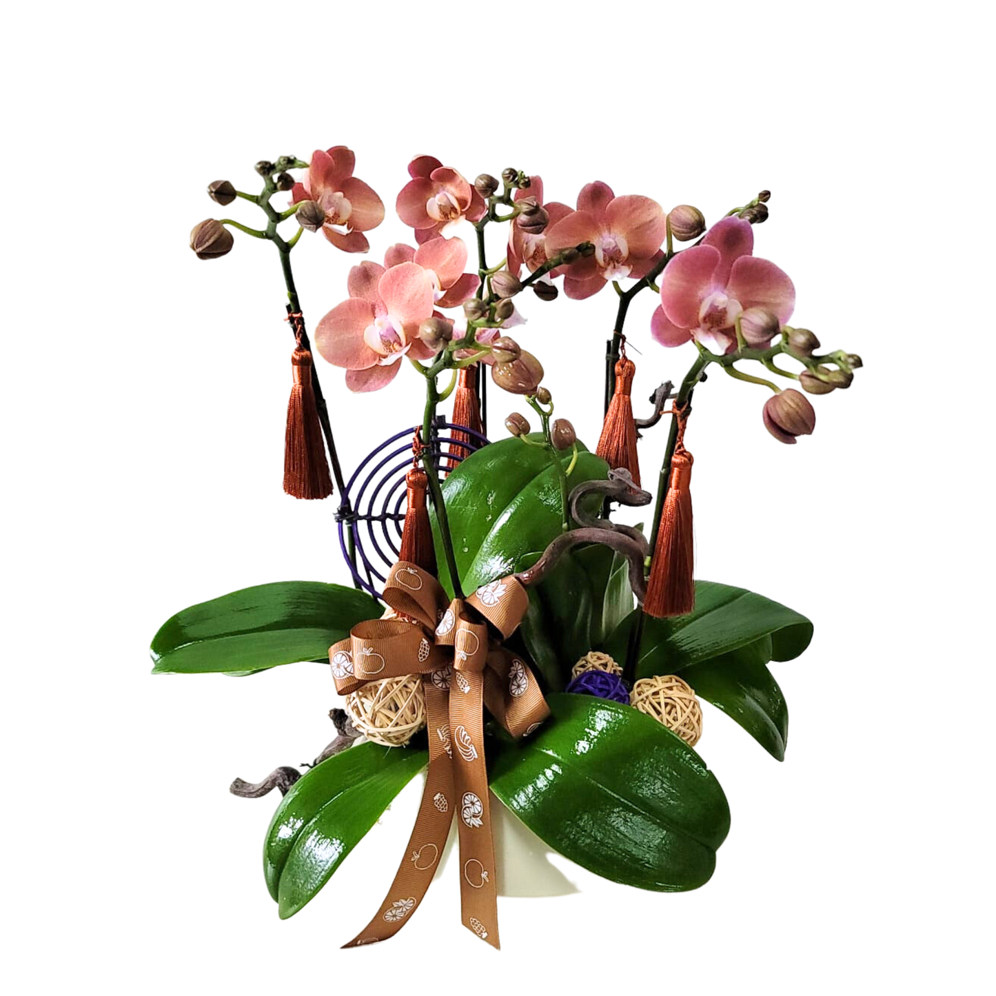 格蘭花店 - 迷你小品蝴蝶蘭5棵 [GF00209] 蘭花 辦公室枱花 大堂枱花 開張 新春蘭花 年花 自家蘭花園種植