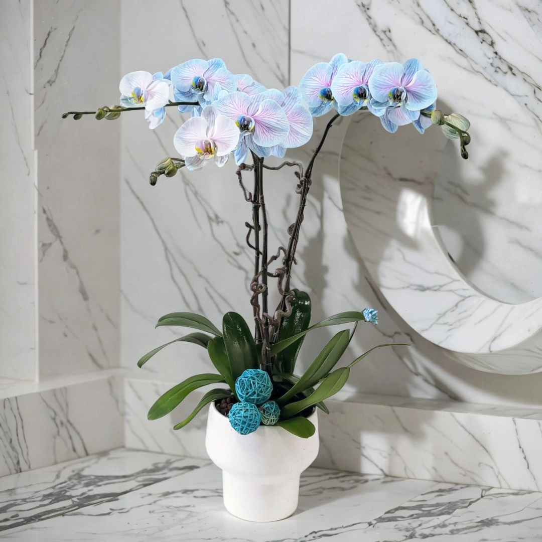 格蘭花店 - 馬卡龍大花蝴蝶蘭3棵 [GF00227] 蘭花 辦公室枱花 大堂枱花 開張 新春蘭花 年花 自家蘭花園種植