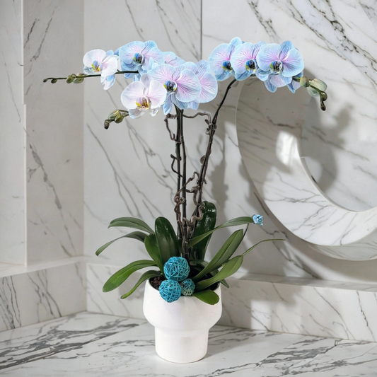 格蘭花店 - 馬卡龍大花蝴蝶蘭3棵 [GF00227] 蘭花 辦公室枱花 大堂枱花 開張 新春蘭花 年花 自家蘭花園種植