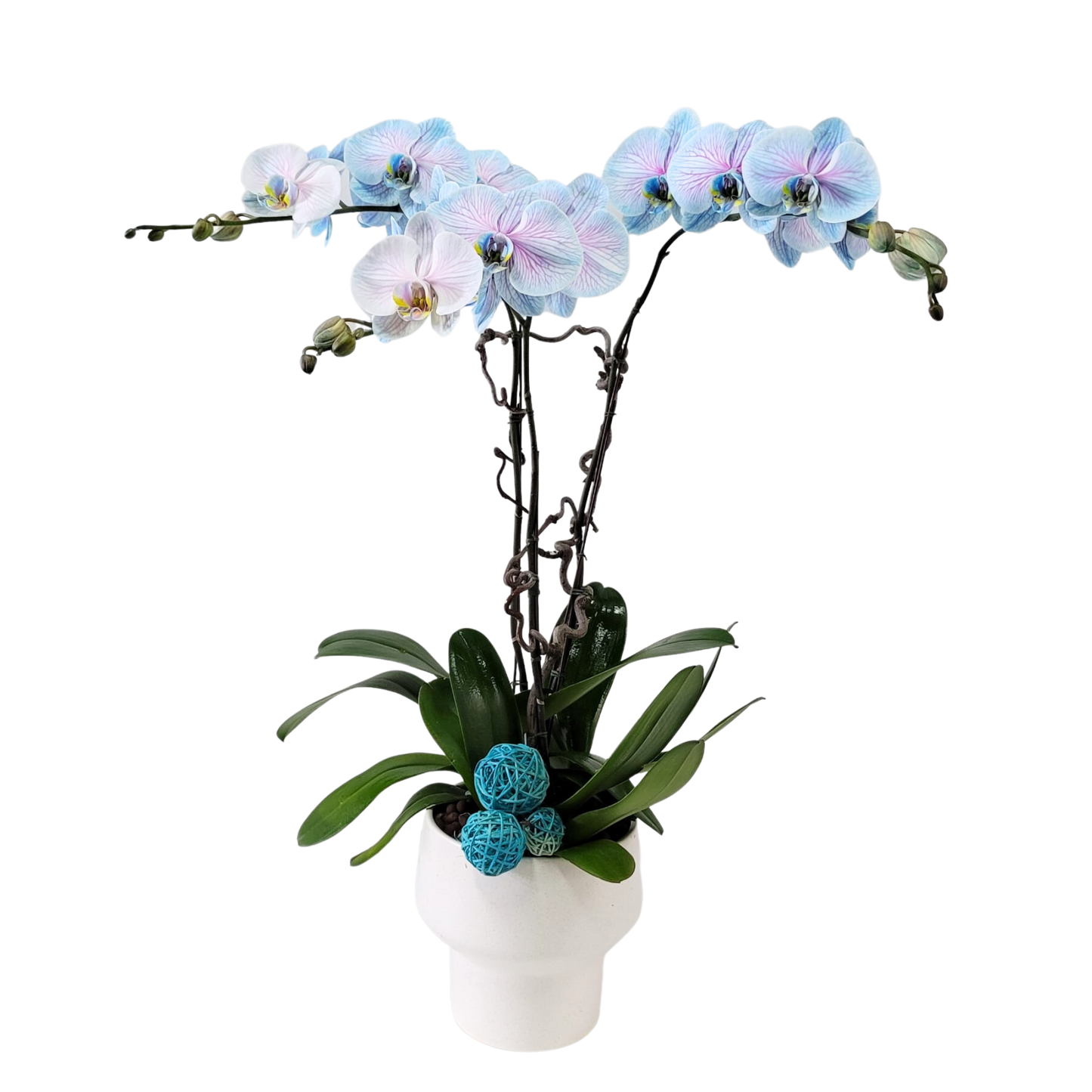 格蘭花店 - 馬卡龍大花蝴蝶蘭3棵 [GF00227] 蘭花 辦公室枱花 大堂枱花 開張 新春蘭花 年花 自家蘭花園種植