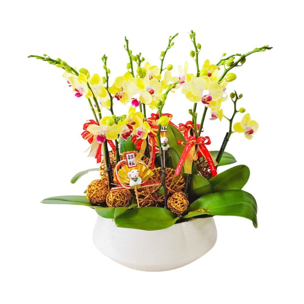 格蘭花店 - 小品蝴蝶蘭8棵 [GF00228] 蘭花 辦公室枱花 大堂枱花 開張 新春蘭花 年花 自家蘭花園種植