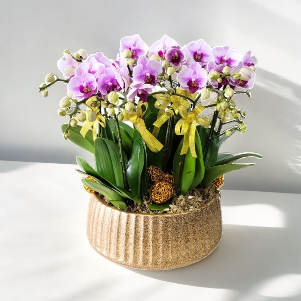 格蘭花店 - 小品粉紅蝴蝶蘭10棵 [GF00229] 蘭花 辦公室枱花 大堂枱花 開張 新春蘭花 年花 自家蘭花園種植