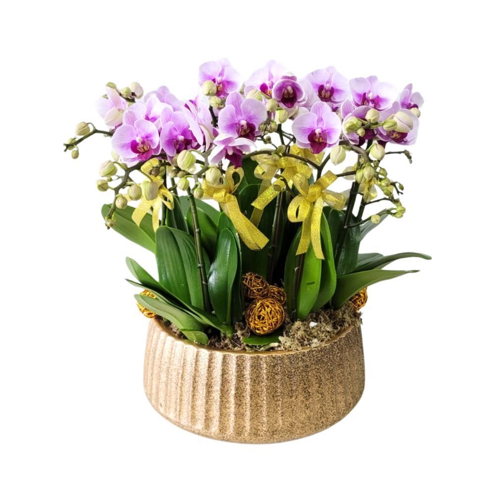 格蘭花店 - 小品粉紅蝴蝶蘭10棵 [GF00229] 蘭花 辦公室枱花 大堂枱花 開張 新春蘭花 年花 自家蘭花園種植