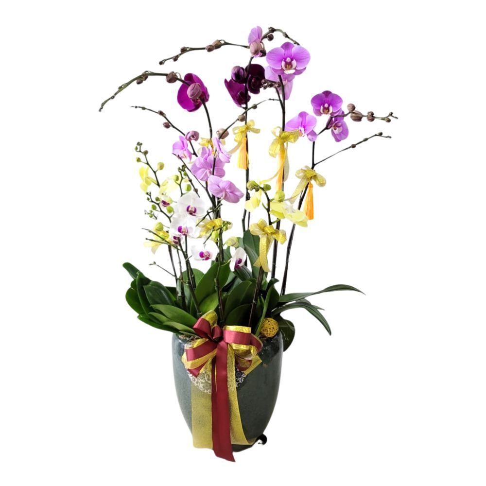 格蘭花店 - 五色蝴蝶蘭10棵 [GF00230] 蘭花 辦公室枱花 大堂枱花 開張 新春蘭花 年花 自家蘭花園種植