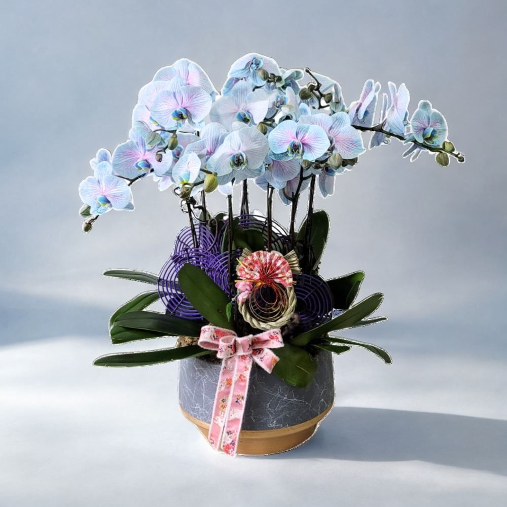 格蘭花店 - 馬卡龍中花蝴蝶蘭6棵 [GF00231] 蘭花 辦公室枱花 大堂枱花 開張 新春蘭花 年花 自家蘭花園種植