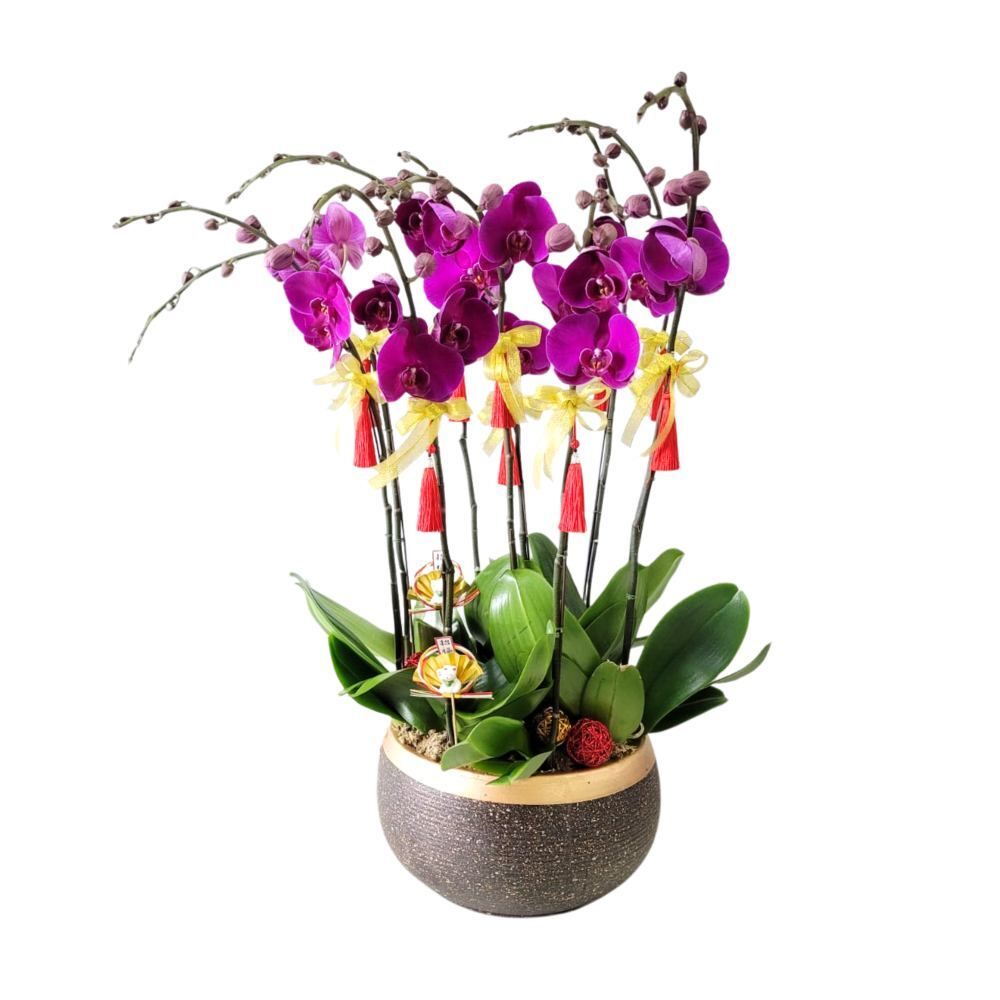 格蘭花店 - 大辣椒蝴蝶蘭8棵 [GF00232] 蘭花 辦公室枱花 大堂枱花 開張 新春蘭花 年花 自家蘭花園種植